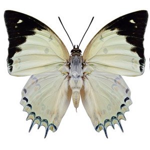 POLYURA DELPHIS CONCHA